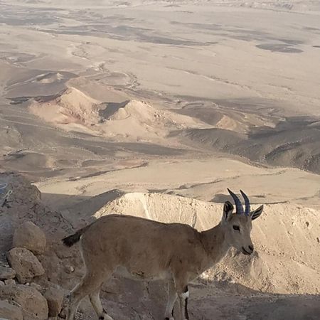 Desert Peace Mitzpe Ramon Exterior photo